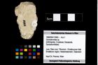 Foto (Objekt + Etikett) von Goniodromites sp.  (NHMW-GEO-1990-0041-3965)